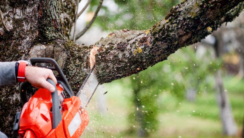 Memphis Tree Service Experts reviews