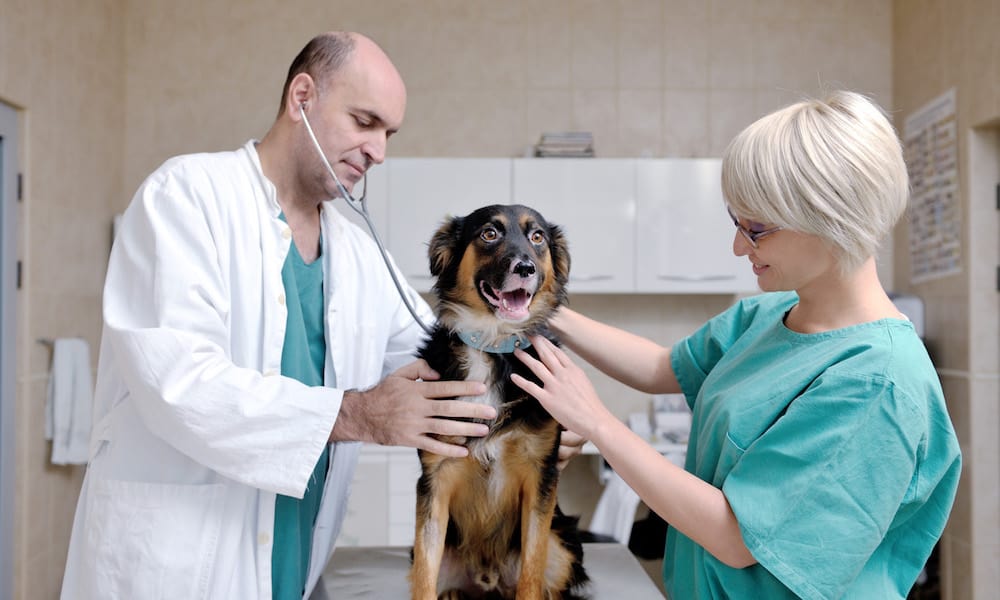 Prairieland Veterinary Clinic reviews