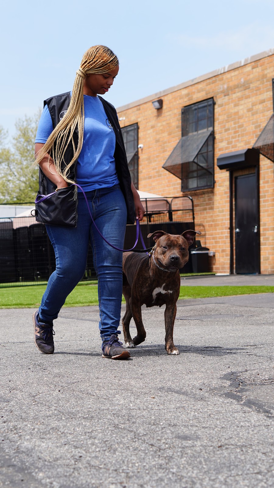 K9 Mania Dog Training