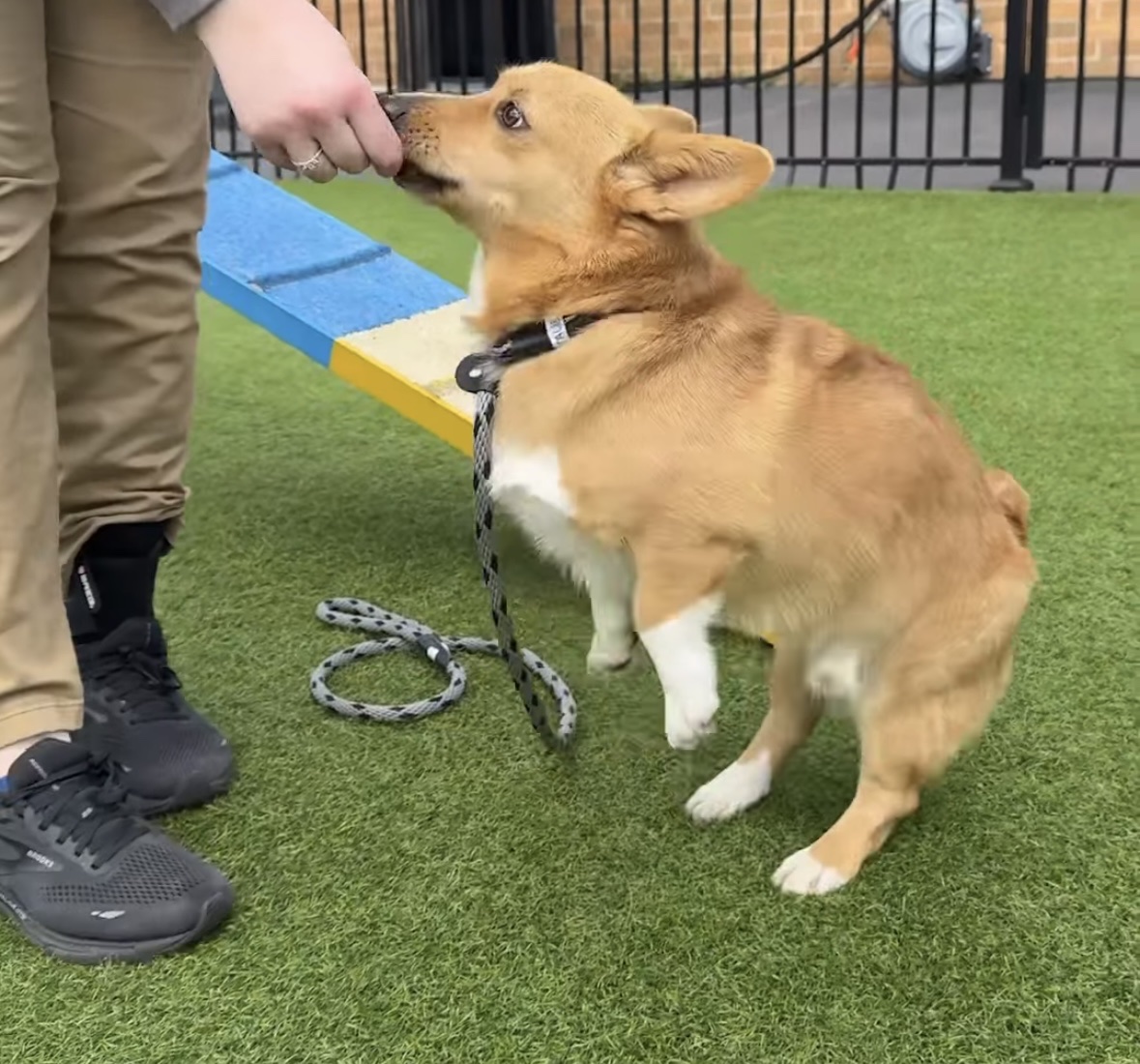 K9 Mania Dog Training