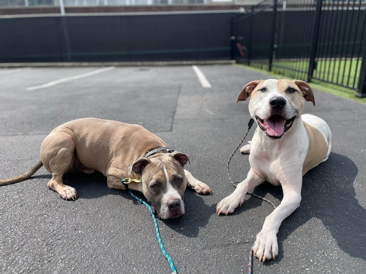 K9 Mania Dog Training