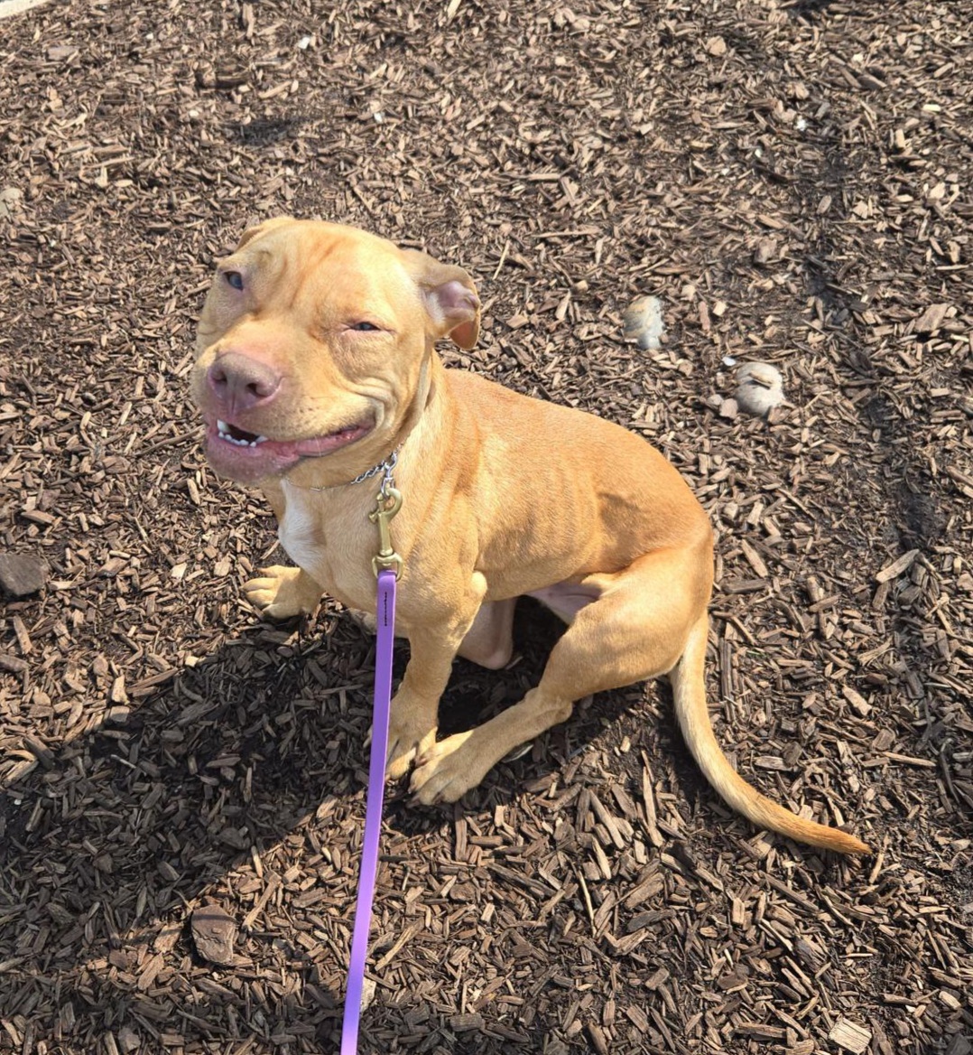 K9 Mania Dog Training