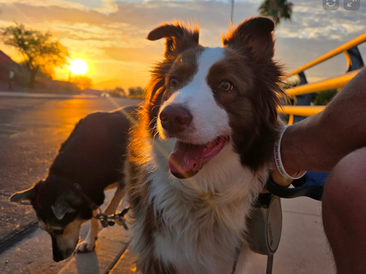 Burton and Dogs Inc reviews