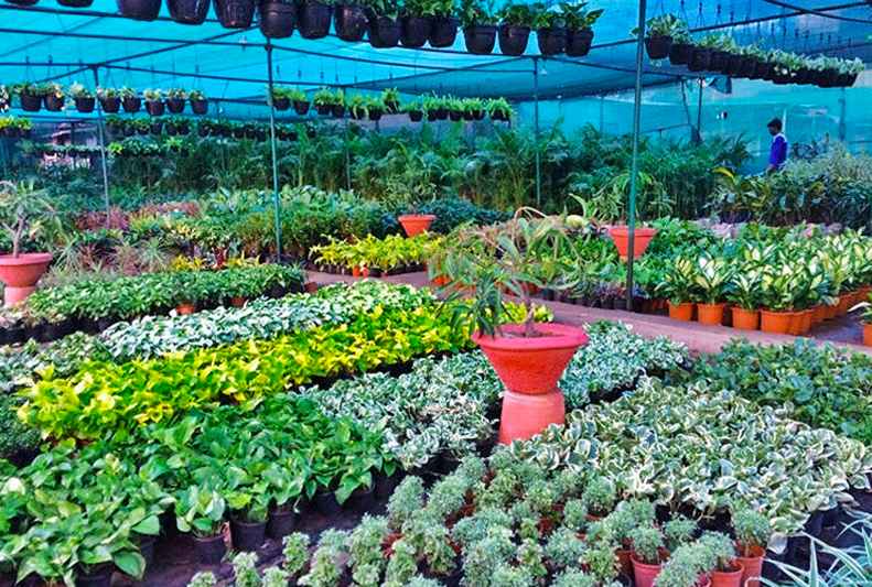 ⭐ 5 Best Garden & Plant Nurseries in Boston - 5 Star Rated Near You -  TrustAnalytica