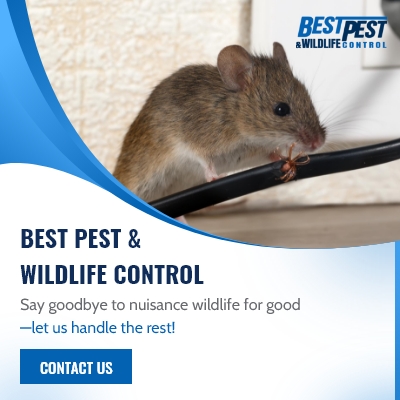 Best Pest & Wildlife Control photo