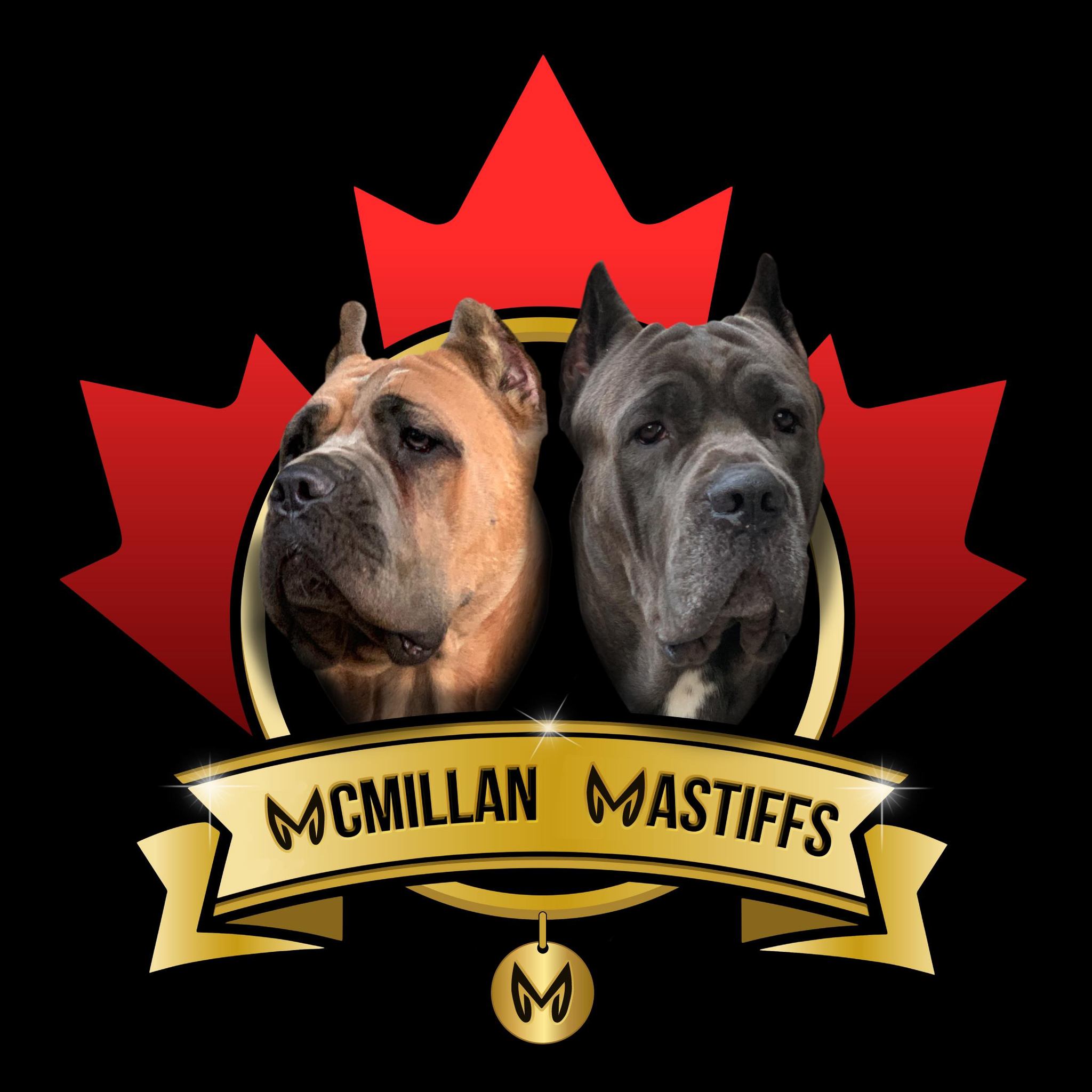 McMillan Mastiffs reviews