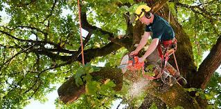 SavATree - Tree Service & Lawn Care reviews