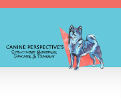 Canine Perspective: Structured Dog Boarding, Daycare, & Training reviews