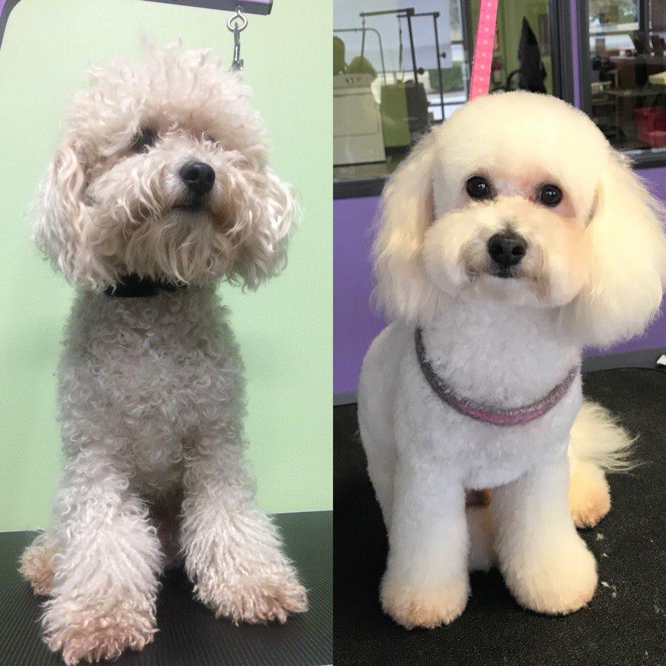 Kanine Klippers reviews