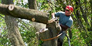 J Davis Tree Care reviews