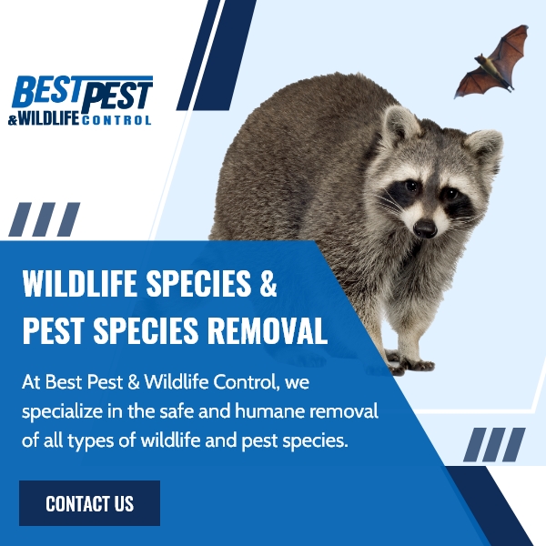 Best Pest & Wildlife Control photo