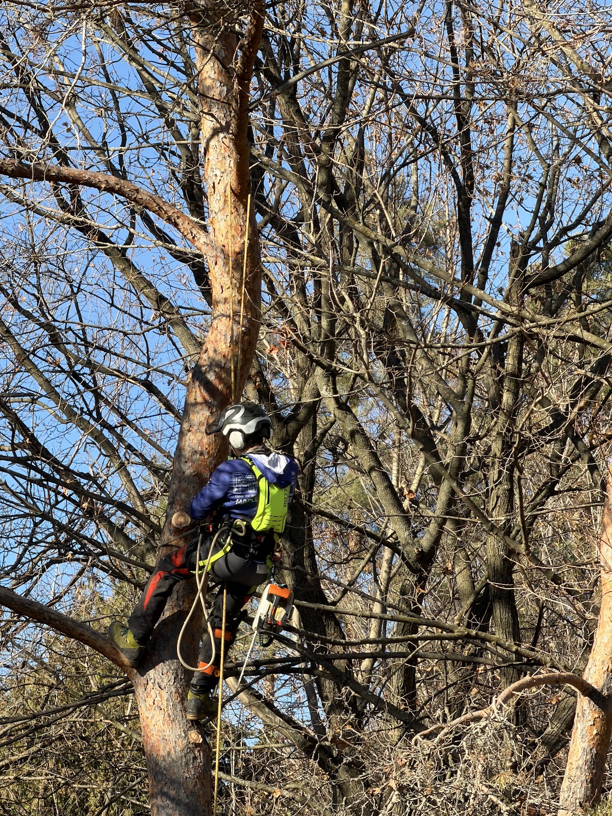 Shady Lane Expert Tree Care photo