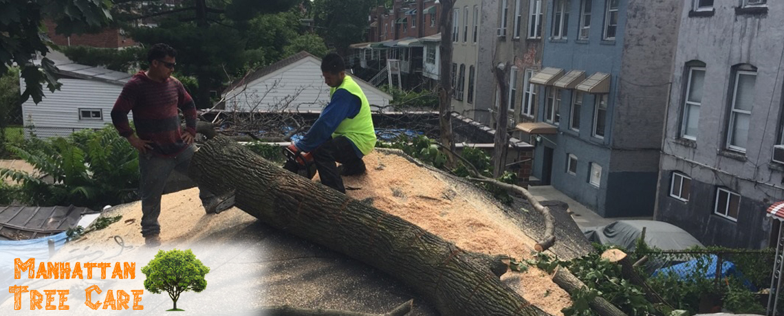 Manhattan Tree Care reviews