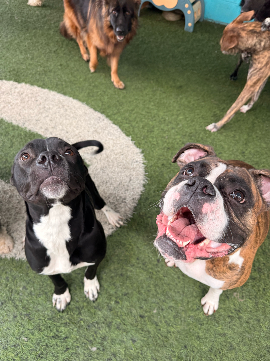 Luna Pet Resort photo
