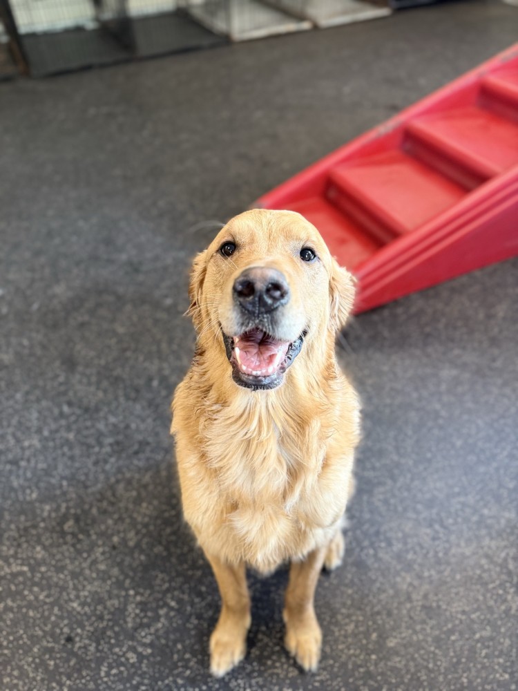 Dogtopia of Bloomington photo