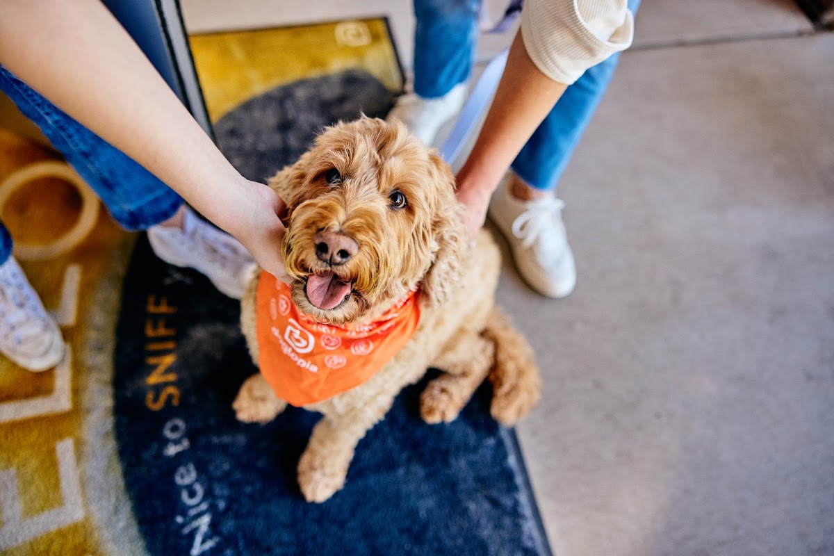 Dogtopia of Bloomington photo