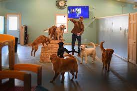 Riverside Resort for Dogs reviews