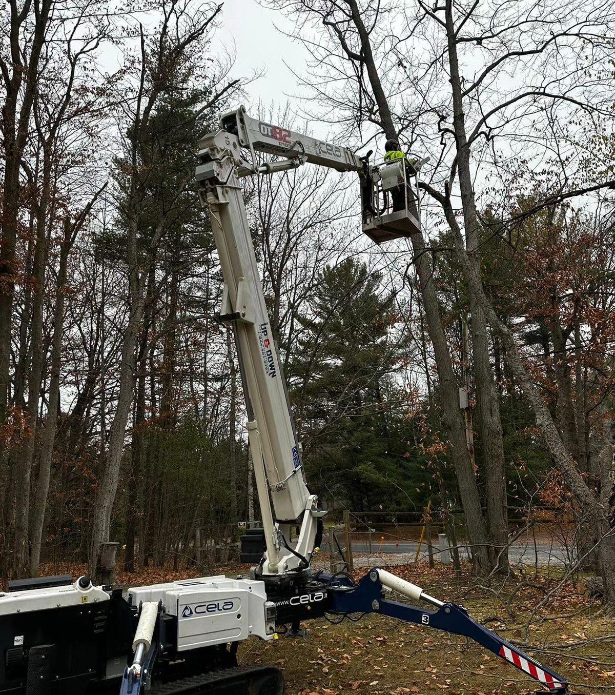 Shady Lane Expert Tree Care photo