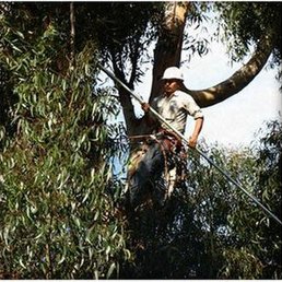 One Tripp Tree Service reviews