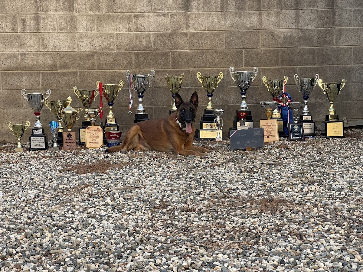 Prestige Protection Dogs reviews