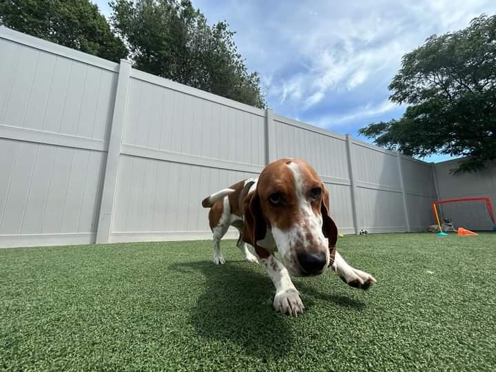 Dogtopia of Fort Collins photo