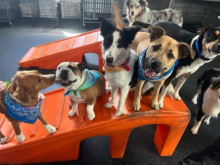Dogtopia of Fort Collins photo