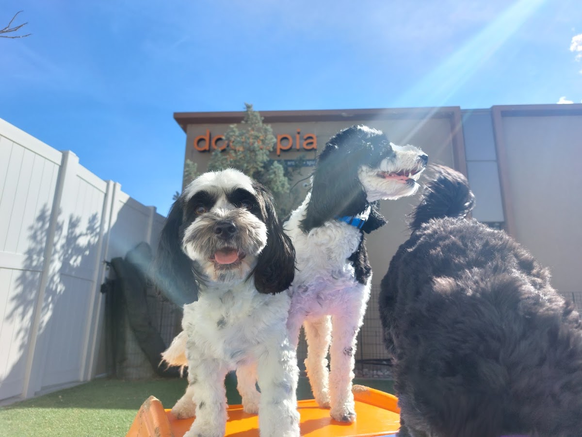 Dogtopia of Fort Collins photo