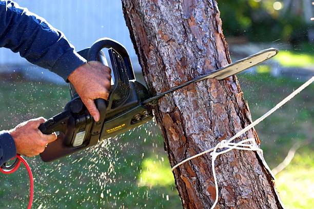 Elite Tree Care reviews