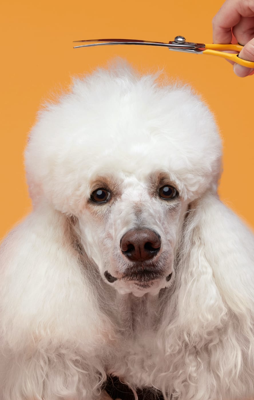 Petco Grooming reviews