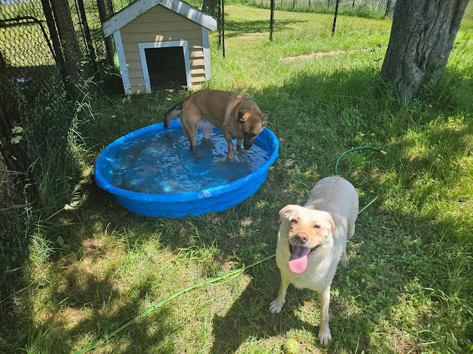 Rock & Stroll Dog Camp photo