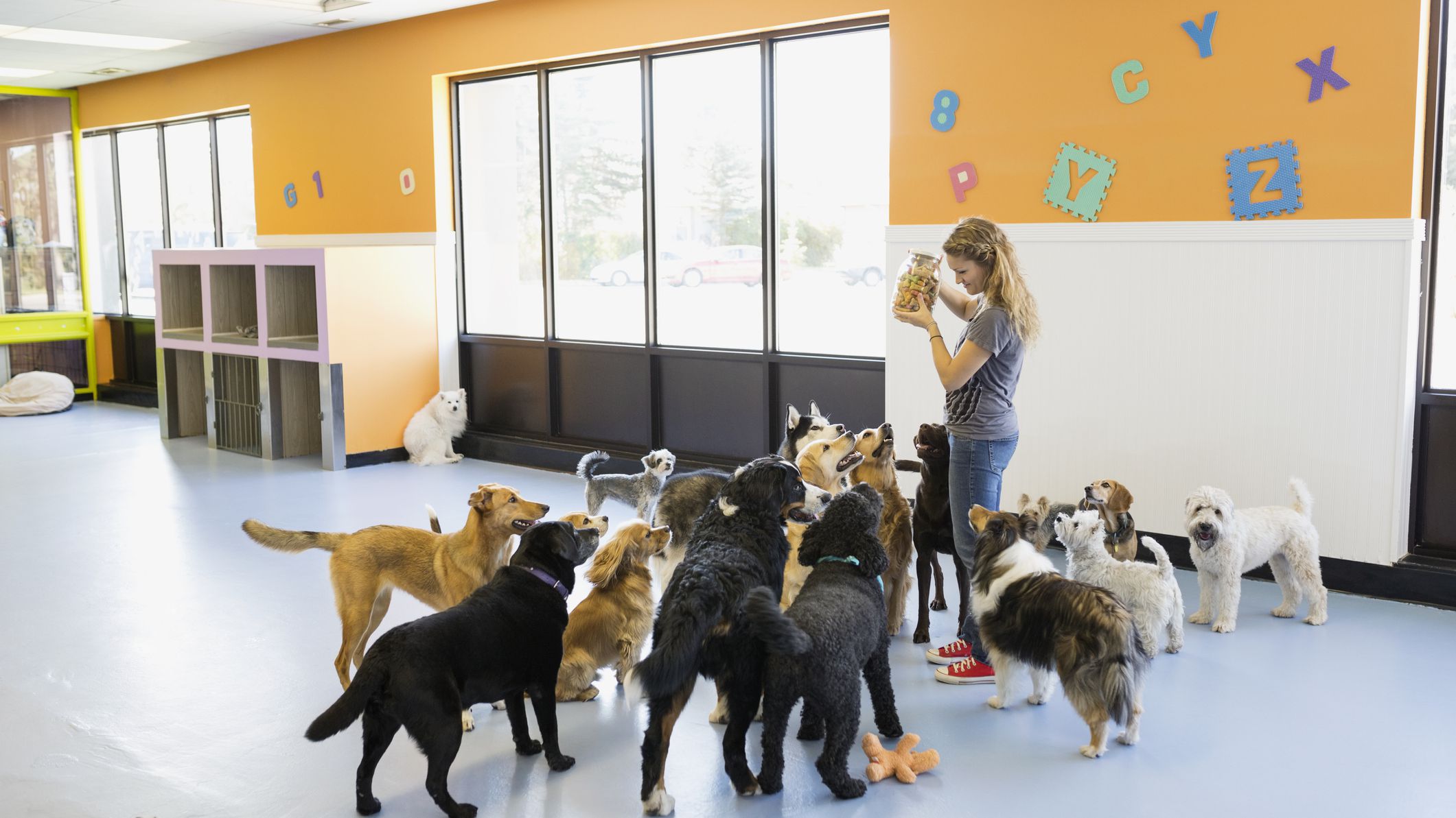 Dogs Unleashed Daycare reviews
