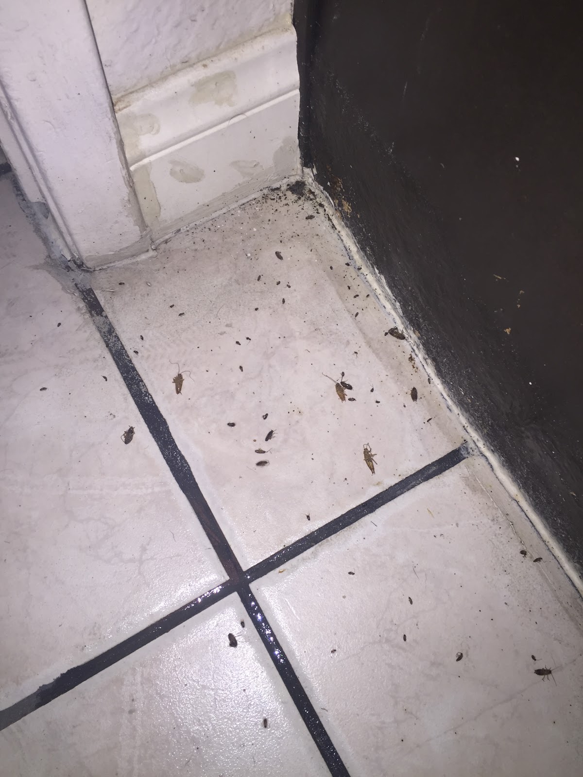 Josh The Bug Guy - Pest Control in Las Vegas photo
