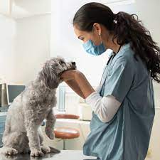 Ambleside Veterinary Hospital reviews