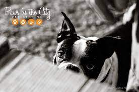 Paws in the City reviews