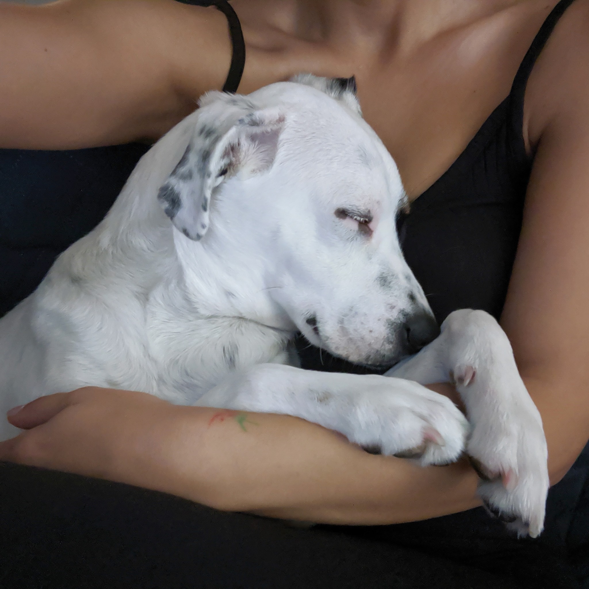 Smylish Dogs - Dog trainer and Pet Sitter in Brooklyn reviews