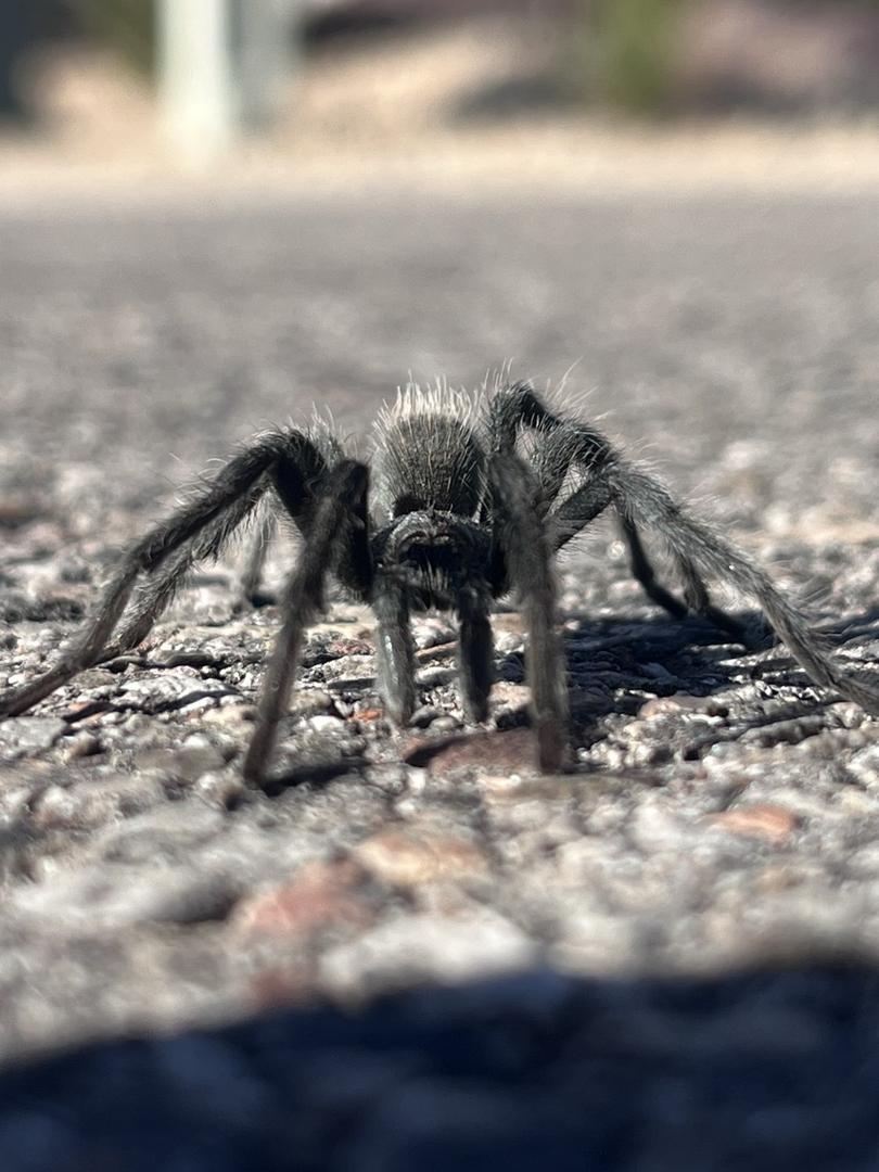 Western Pest Control reviews