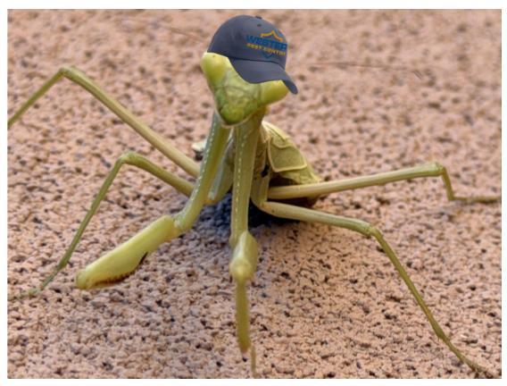 Western Pest Control photo