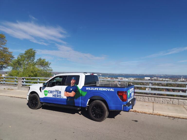 Critter Hero - Wildlife Removal photo